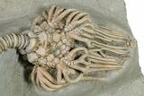 Fossil Crinoids and Horn Coral - Crawfordsville, Indiana #296788-4